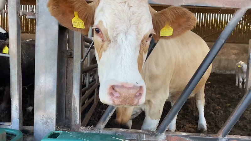 Beef Cow Close-up