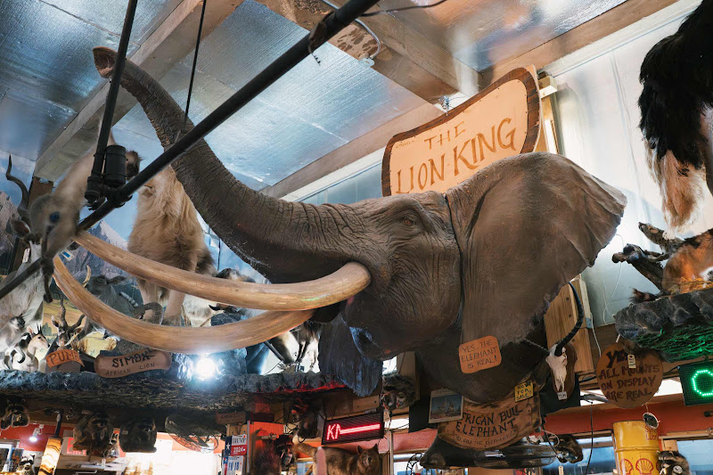 Taxidemry American Bull Elephant Head