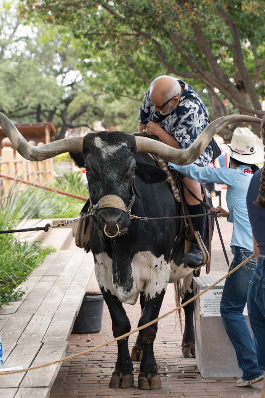 Man Sat On Longhorn Cow 