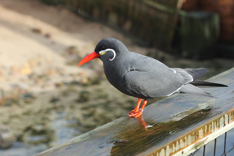 Inca Tern Bird At Coastal Zoo