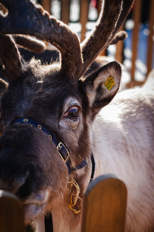 Reindeer Display at Christmas Event