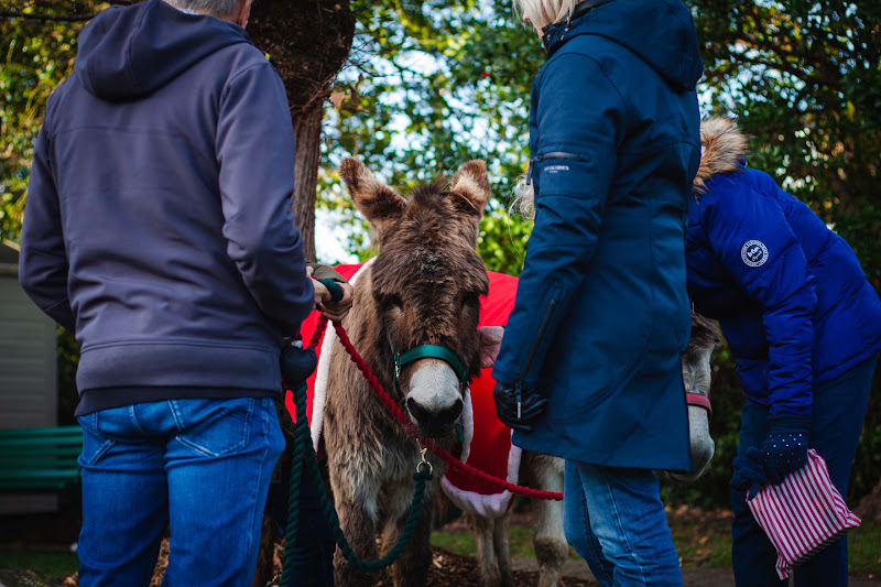 Donkey dressed up for Christmas market