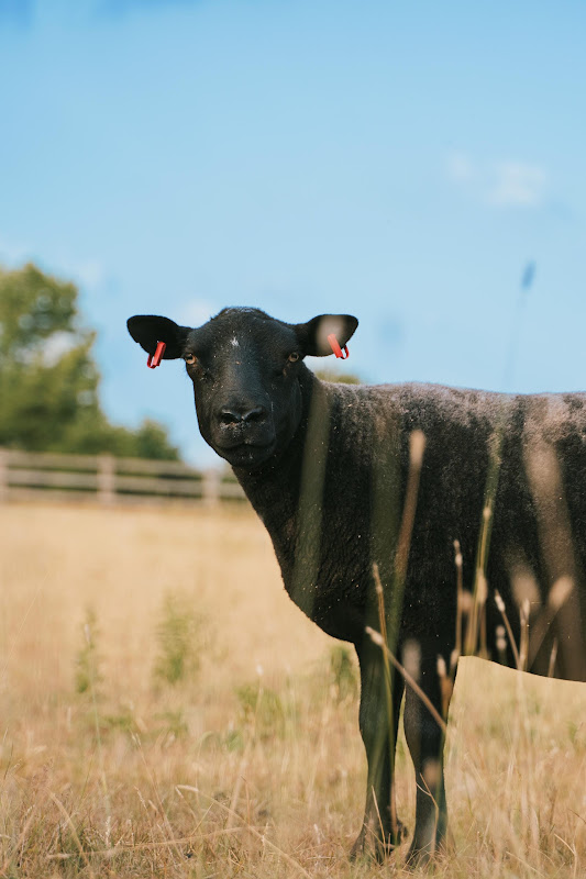 Rescued sheep