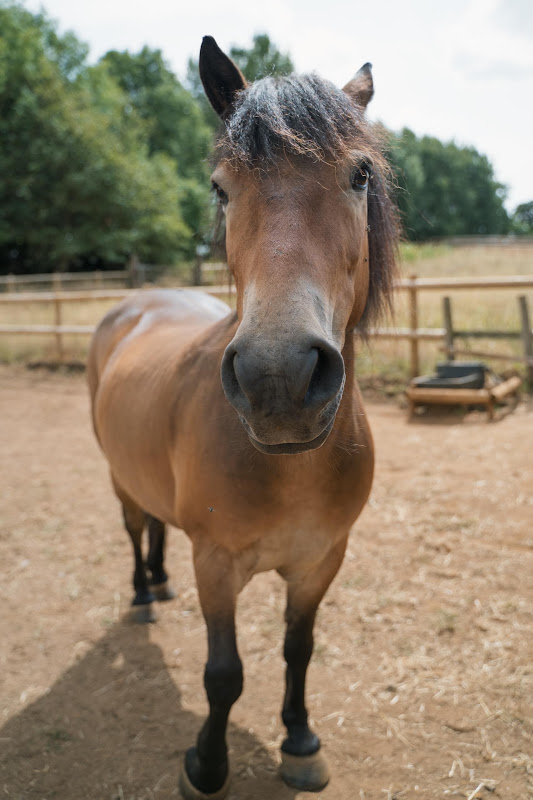 Horse