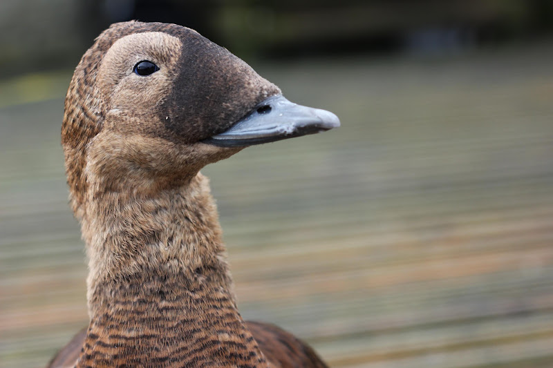 Close-up Of Duck At Coastal Zoo
