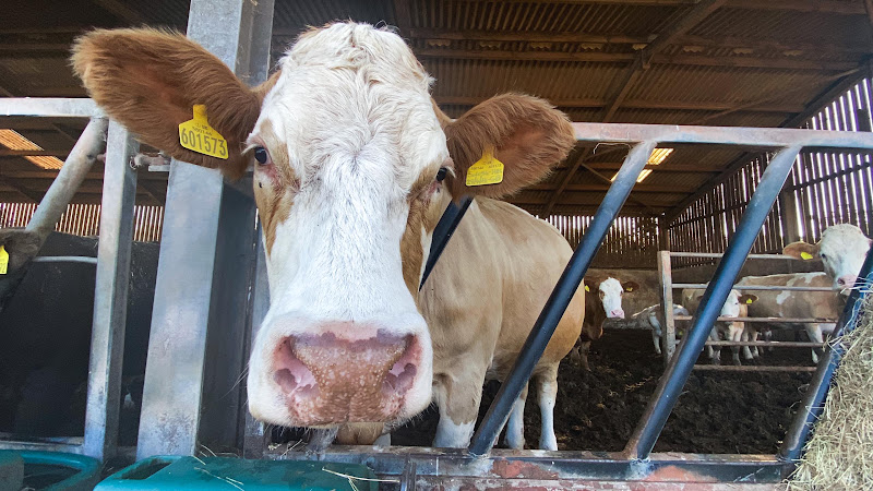 Cow Close-up