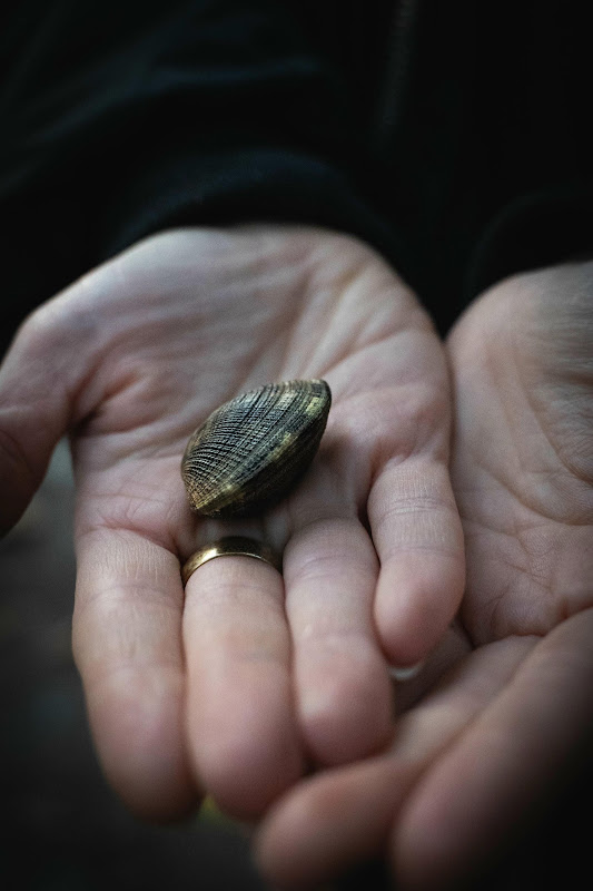 Clam found on the floor at Billingsgate Fish Market, London