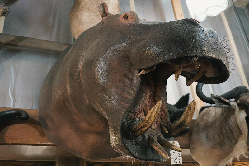 Taxidermy Hippo Head