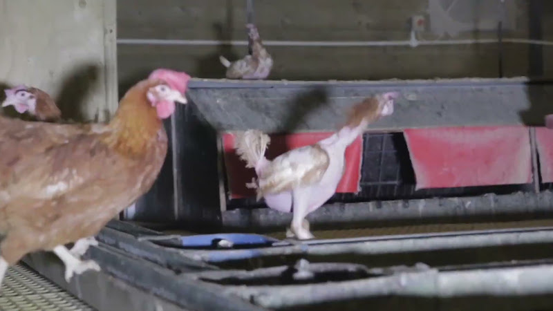 Chickens with featherloss inside a barn egg facility