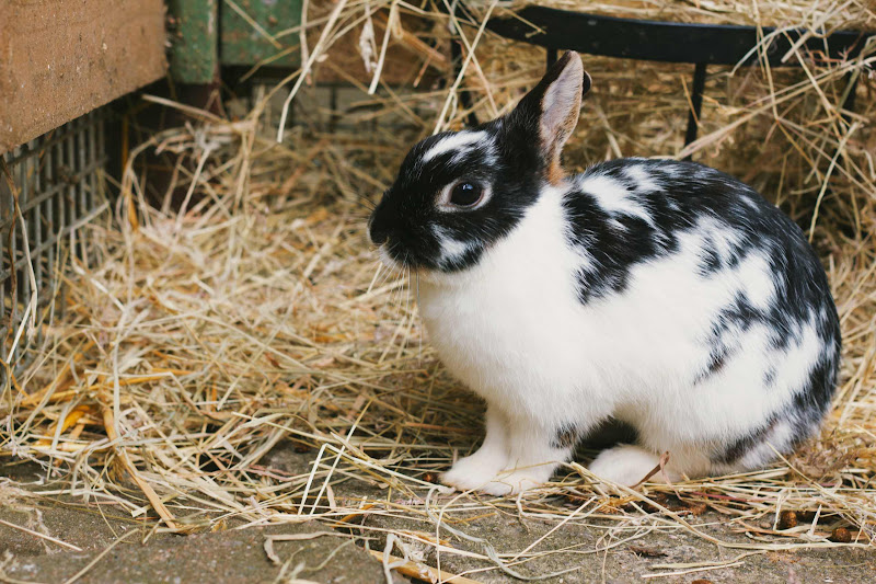 Rabbit