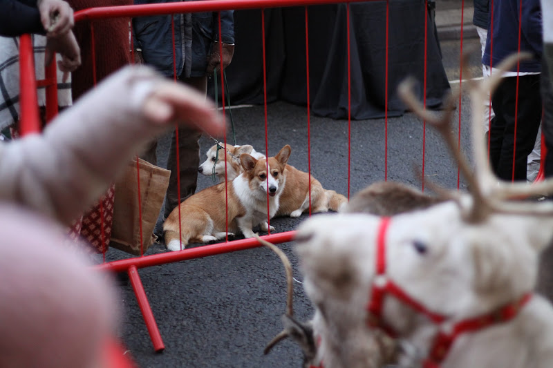 Reindeer Display at Christmas Market